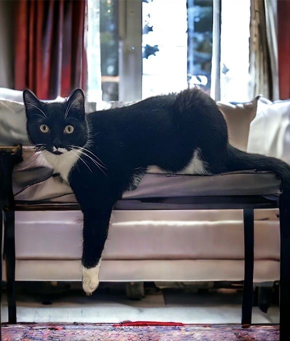 Heidi, an adoptable Domestic Short Hair in Torrington, CT_image-1