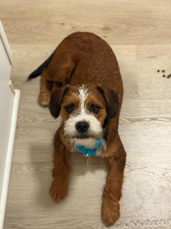 Chewy, Adoptable, Adult Male Border Terrier.