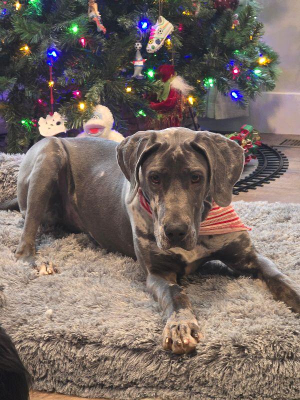 Enlarge Charlotte, a ADOPTABLE Great Dane in Martinsburg, WV image 1/1