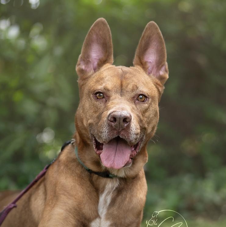 Rosia (contact Rachel), a Adoptable mixed breed in Sherman Oaks, CA image 1/3