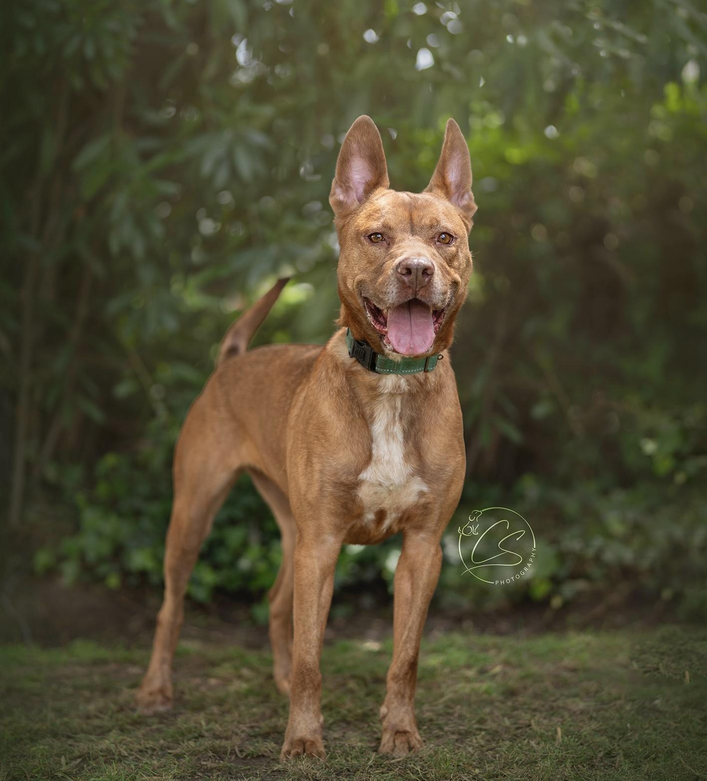 Rosia (contact Rachel), a Adoptable mixed breed in Sherman Oaks, CA image 3/3