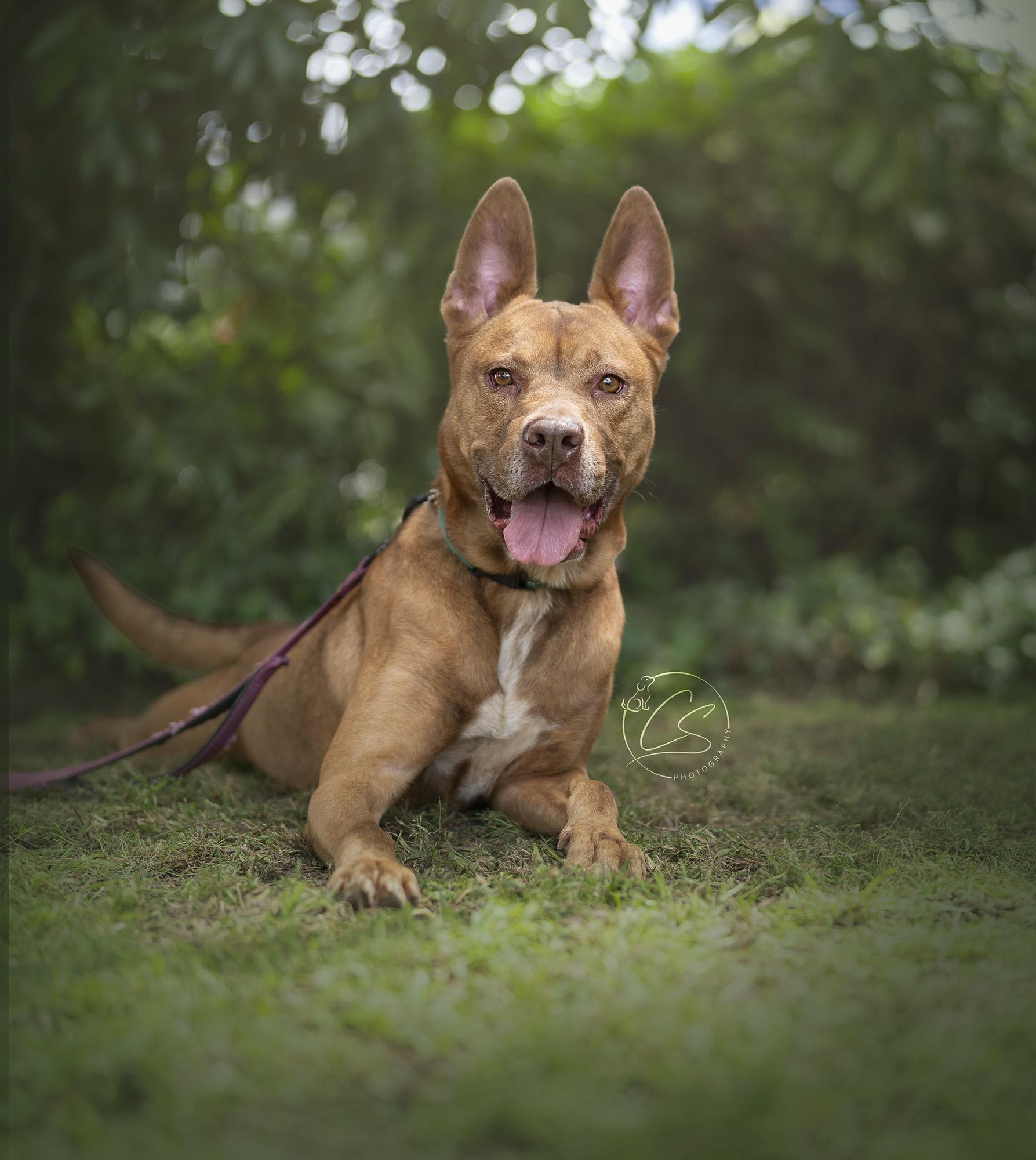 Rosia (contact Rachel), a Adoptable mixed breed in Sherman Oaks, CA image 2/3