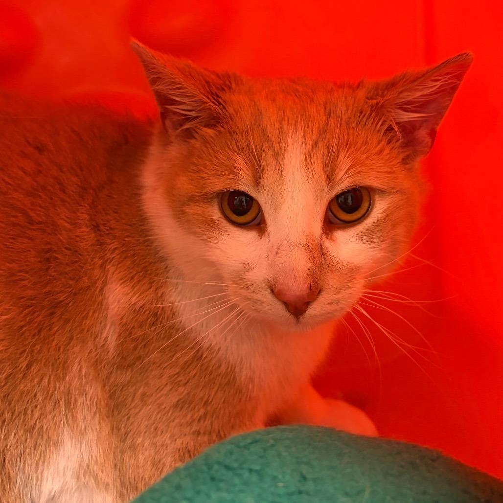 Sandman, Adoptable, Adult Male Domestic Short Hair.