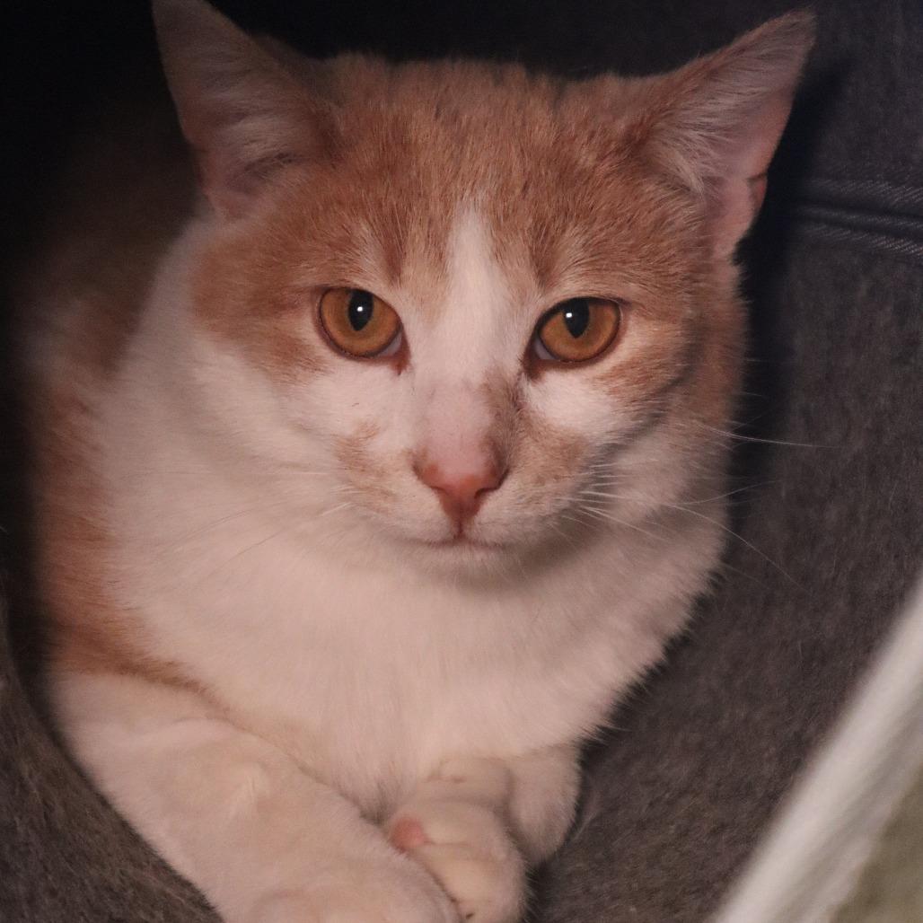 Enlarge Sandman, a Adoptable Domestic Short Hair in Waukesha, WI image 2/3