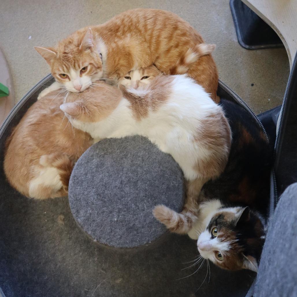 Enlarge Sandman, a Adoptable Domestic Short Hair in Waukesha, WI image 3/3