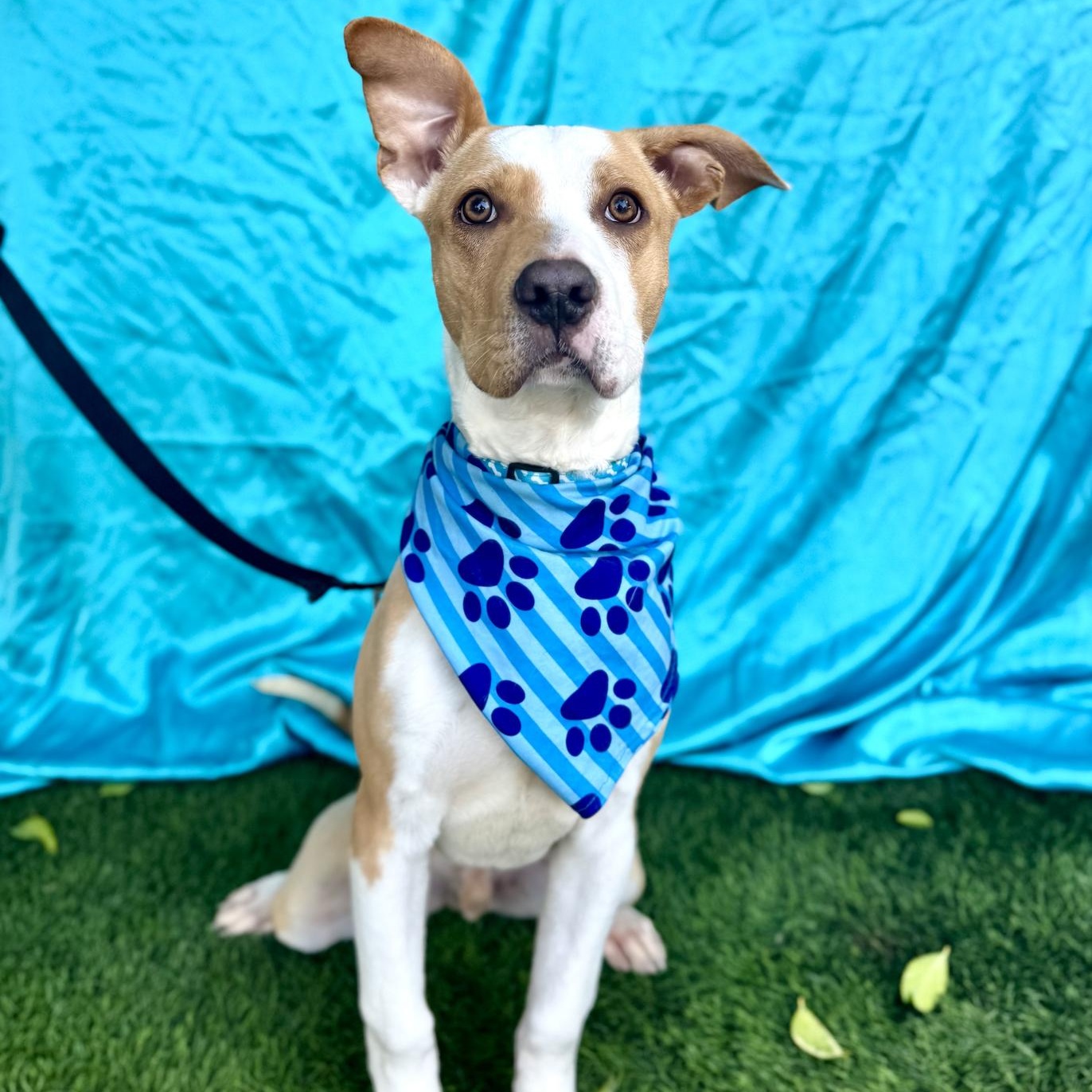 Enlarge NOAH, a Adoptable American Staffordshire Terrier in Rowland Heights, CA image 4/6