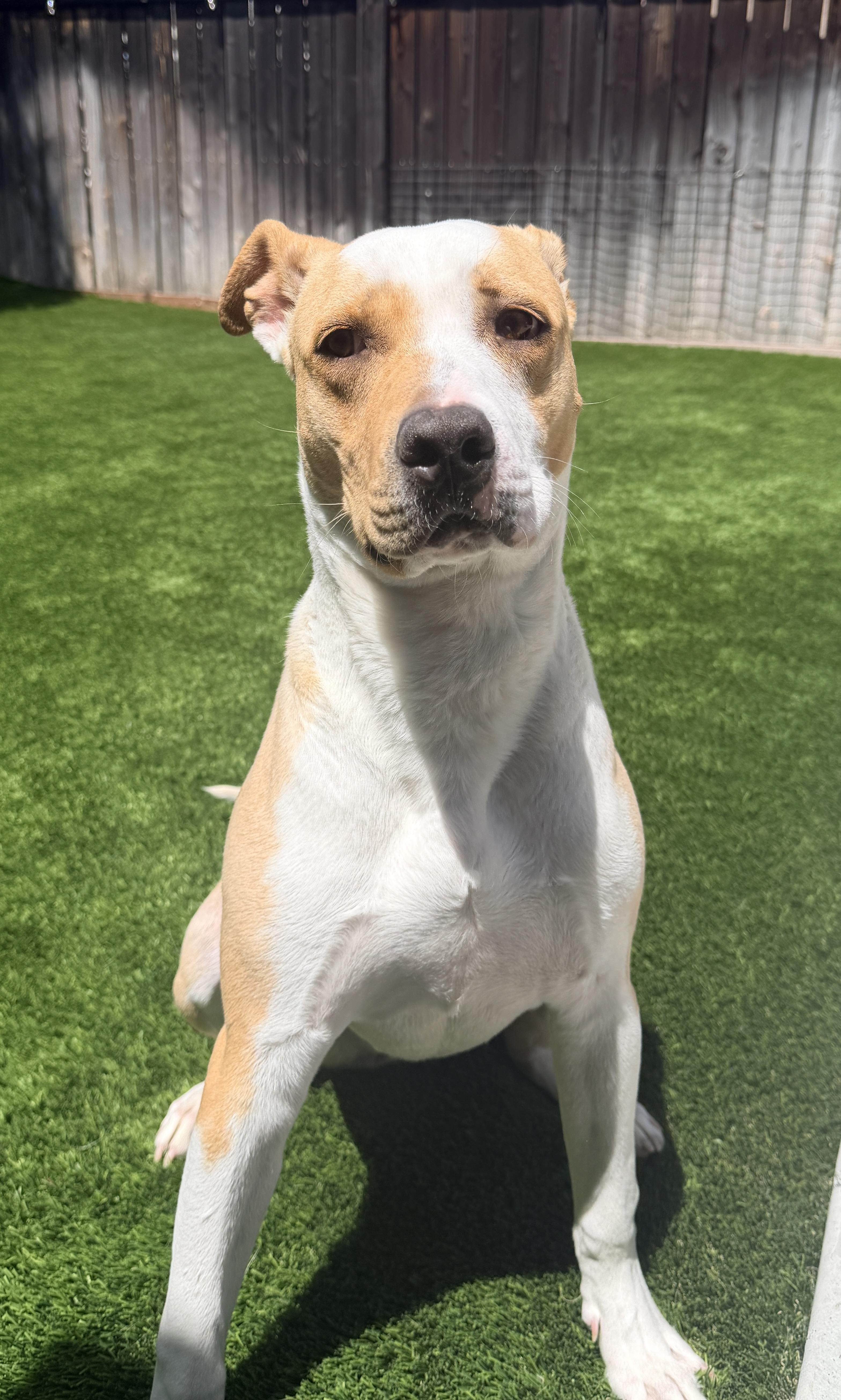 NOAH, Adoptable, Adult Male American Bulldog & Boxer.