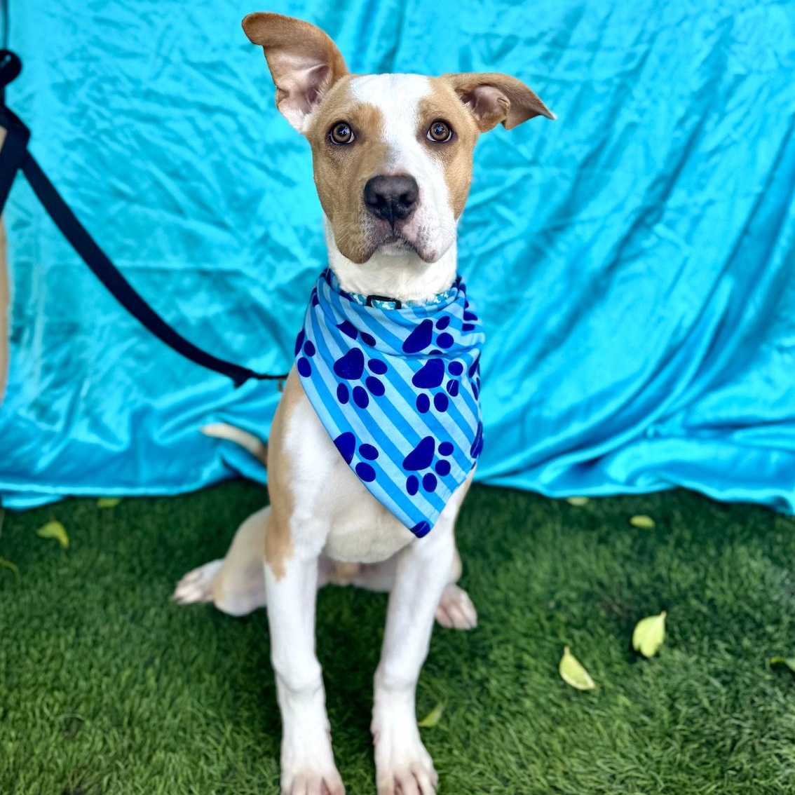 Enlarge NOAH, a Adoptable American Staffordshire Terrier in Rowland Heights, CA image 5/6