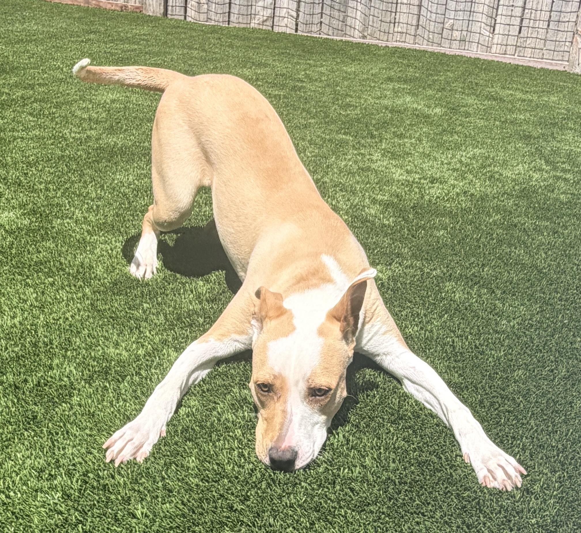 Enlarge NOAH, a Adoptable mixed breed in Rowland Heights, CA image 2/4