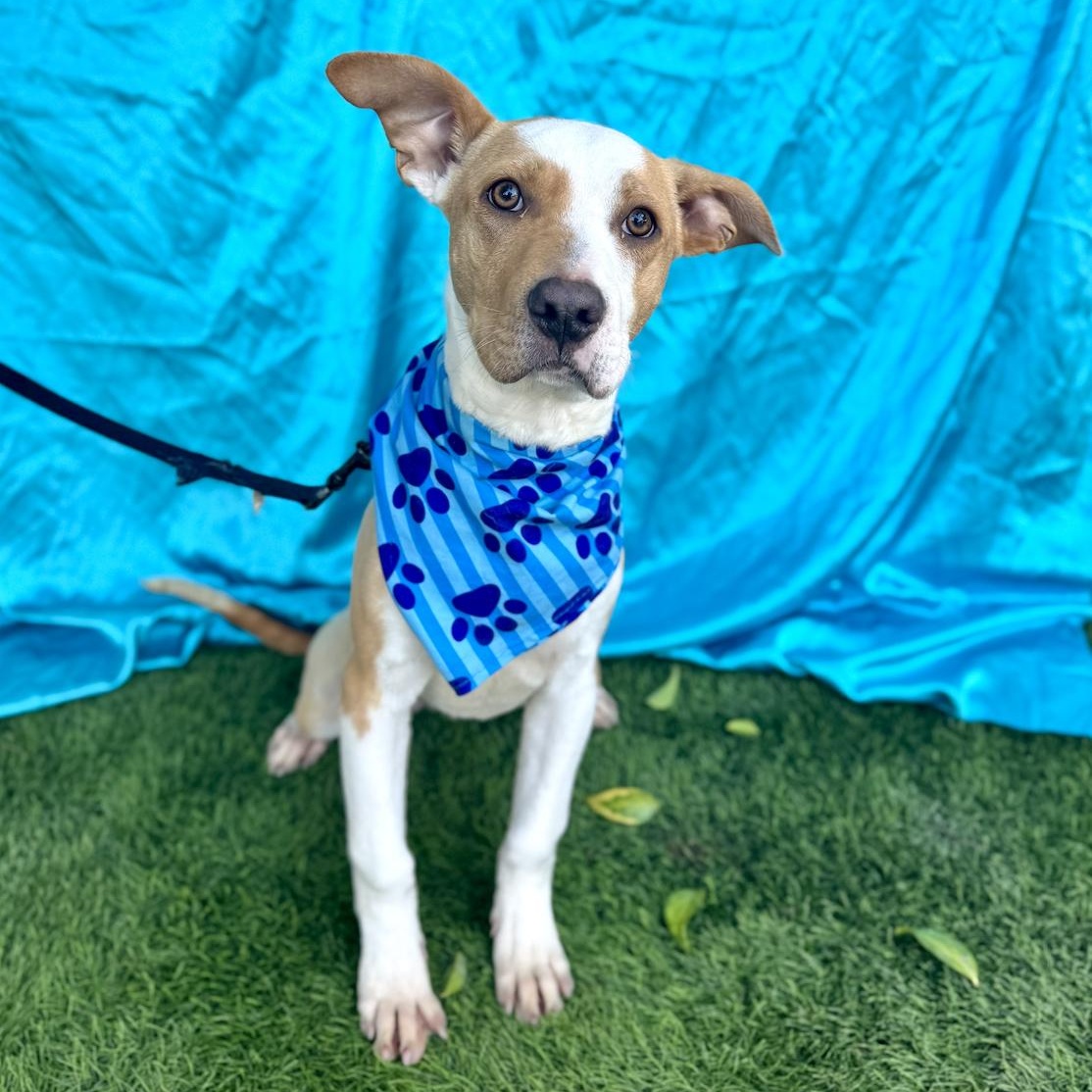 Enlarge NOAH, a Adoptable American Staffordshire Terrier in Rowland Heights, CA image 6/6