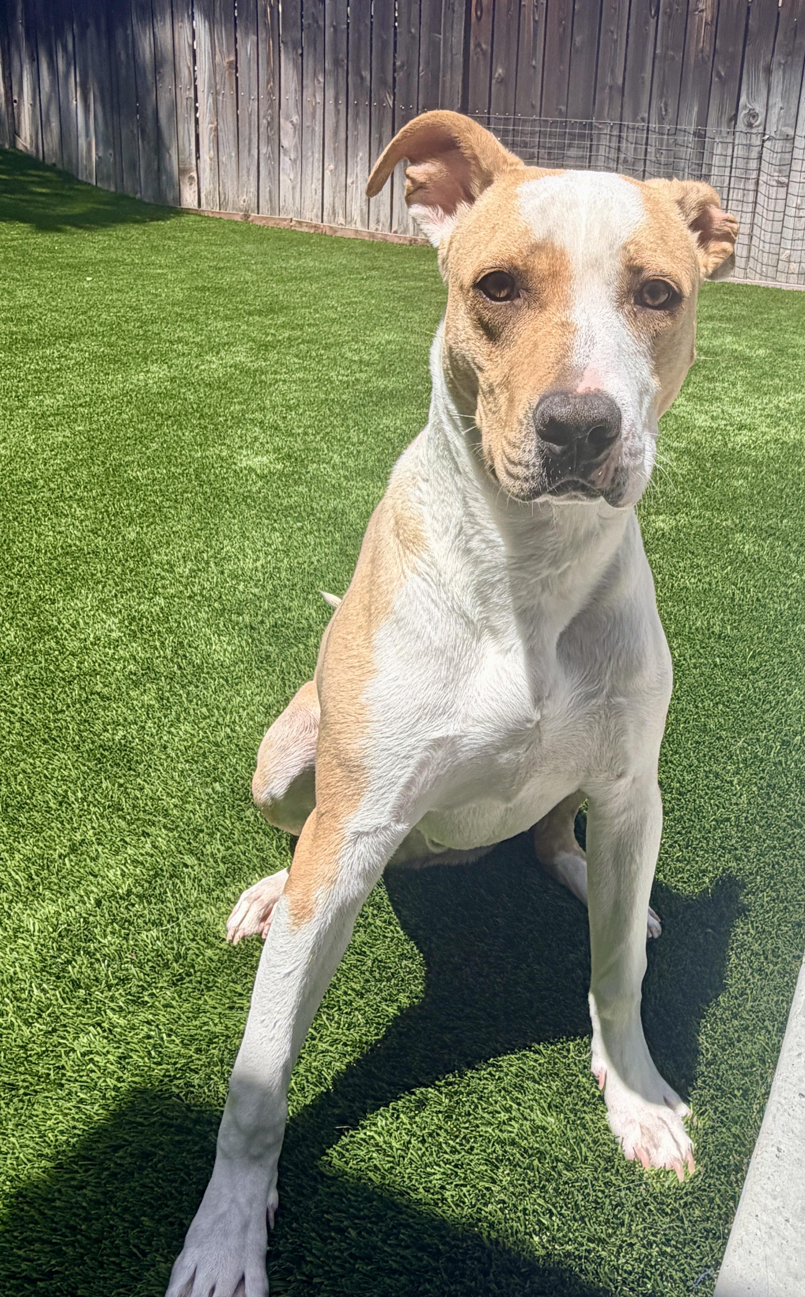 Enlarge NOAH, a Adoptable mixed breed in Rowland Heights, CA image 3/4