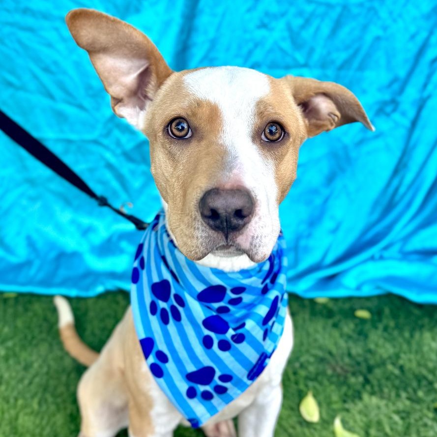 Enlarge NOAH, a Adoptable American Staffordshire Terrier in Rowland Heights, CA image 1/6