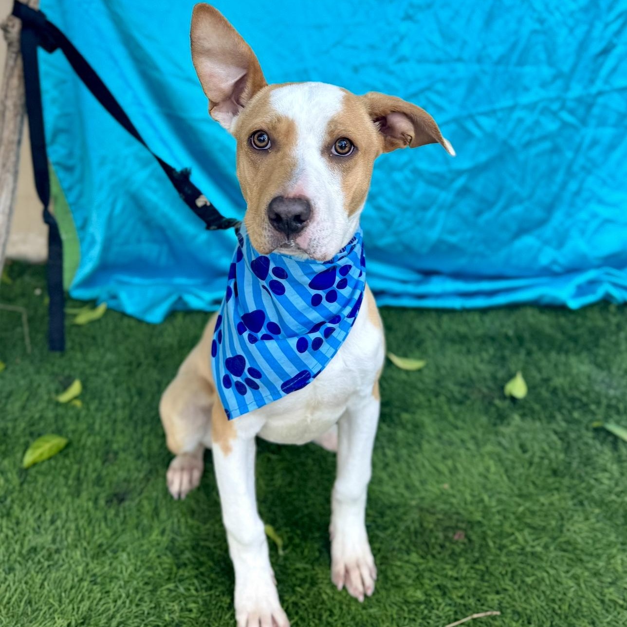 Enlarge NOAH, a Adoptable American Staffordshire Terrier in Rowland Heights, CA image 2/6