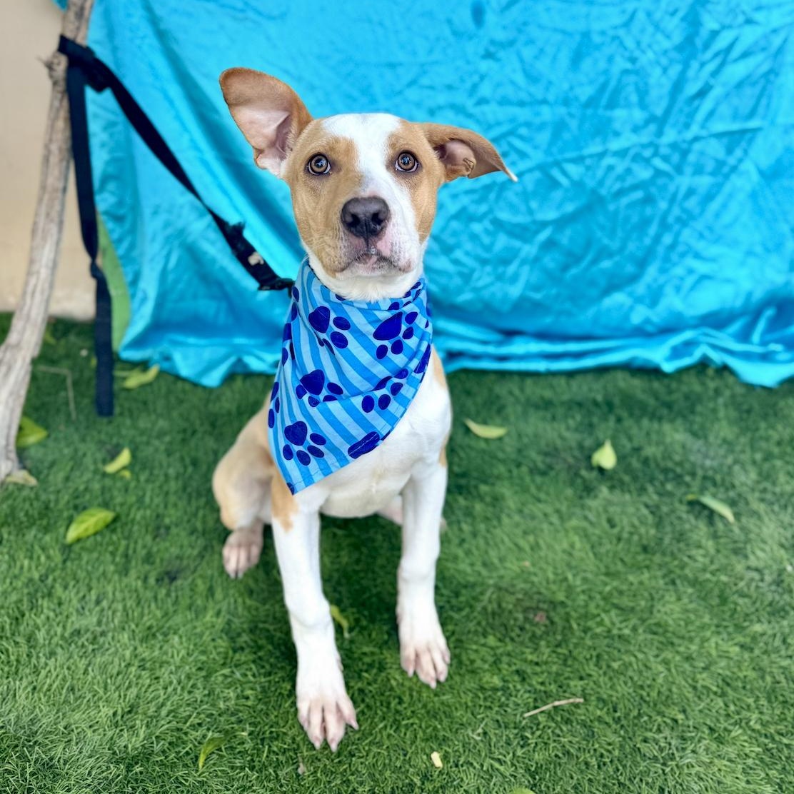 Enlarge NOAH, a Adoptable American Staffordshire Terrier in Rowland Heights, CA image 3/6