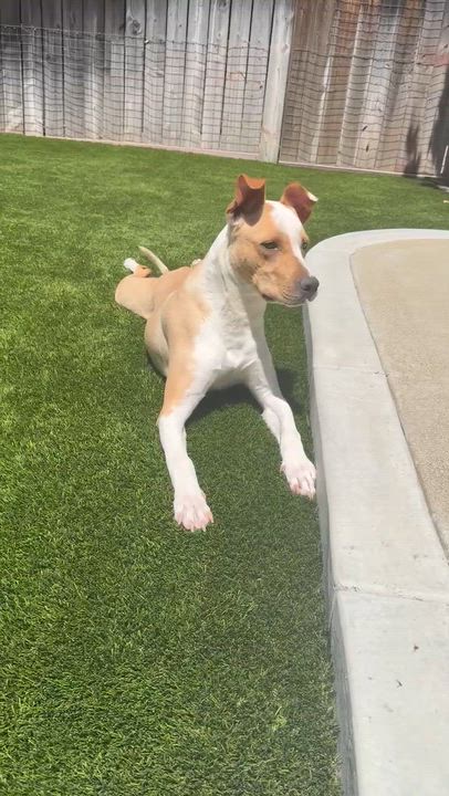 Enlarge NOAH, a Adoptable mixed breed in Rowland Heights, CA video 4/4