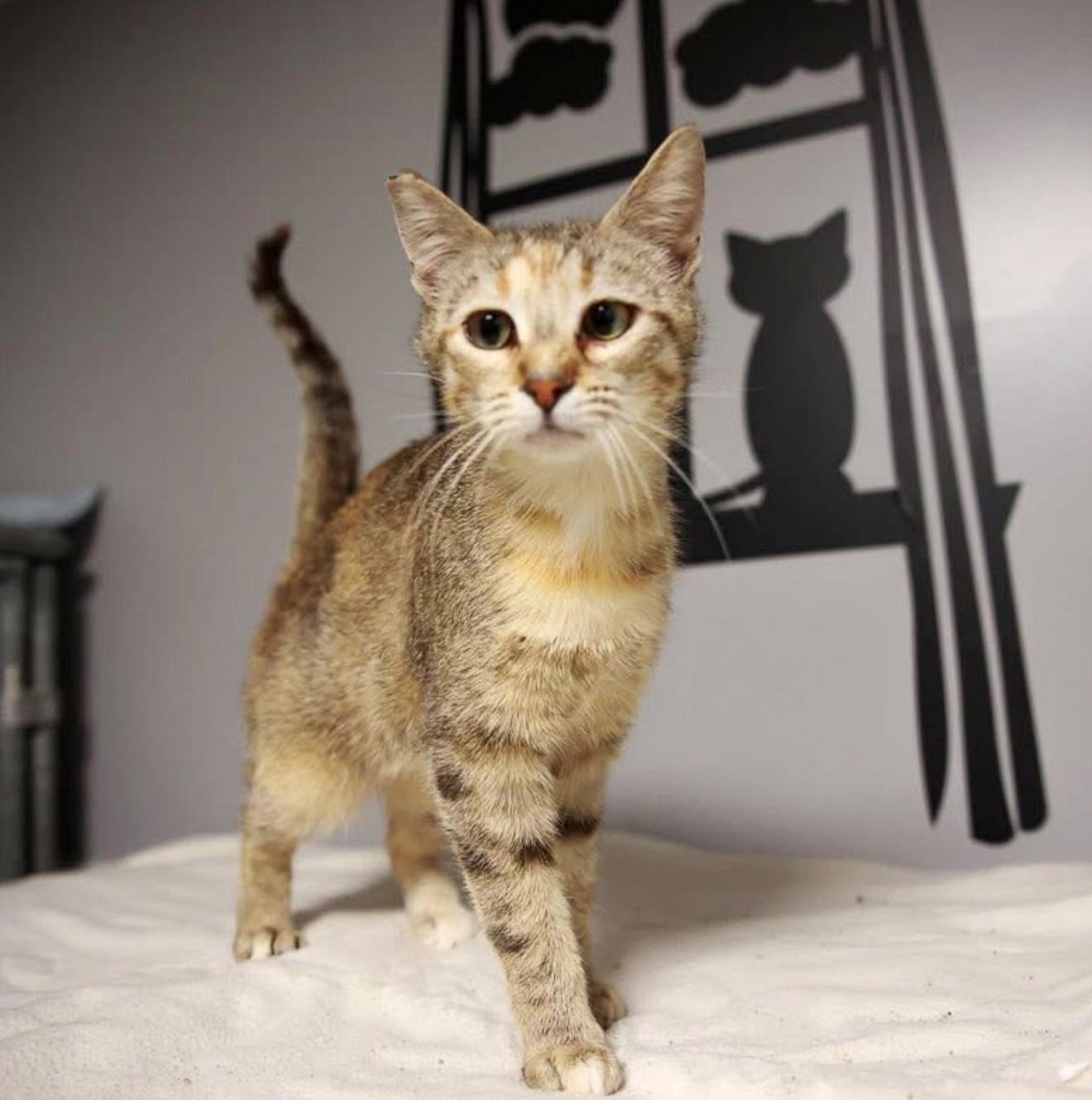 Misty, ADOPTABLE, Young Female American Shorthair.