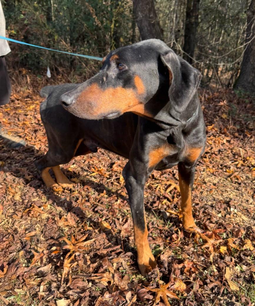 Enlarge JASPER, an adopted Doberman Pinscher in Allentown, PA image 4/6