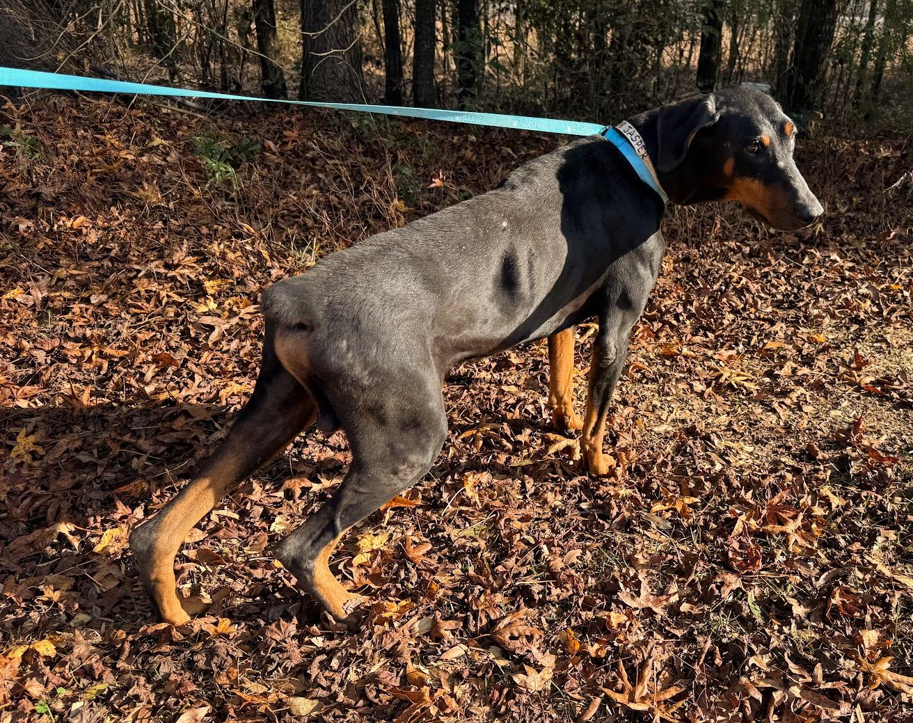 Enlarge JASPER, an adopted Doberman Pinscher in Allentown, PA image 3/6