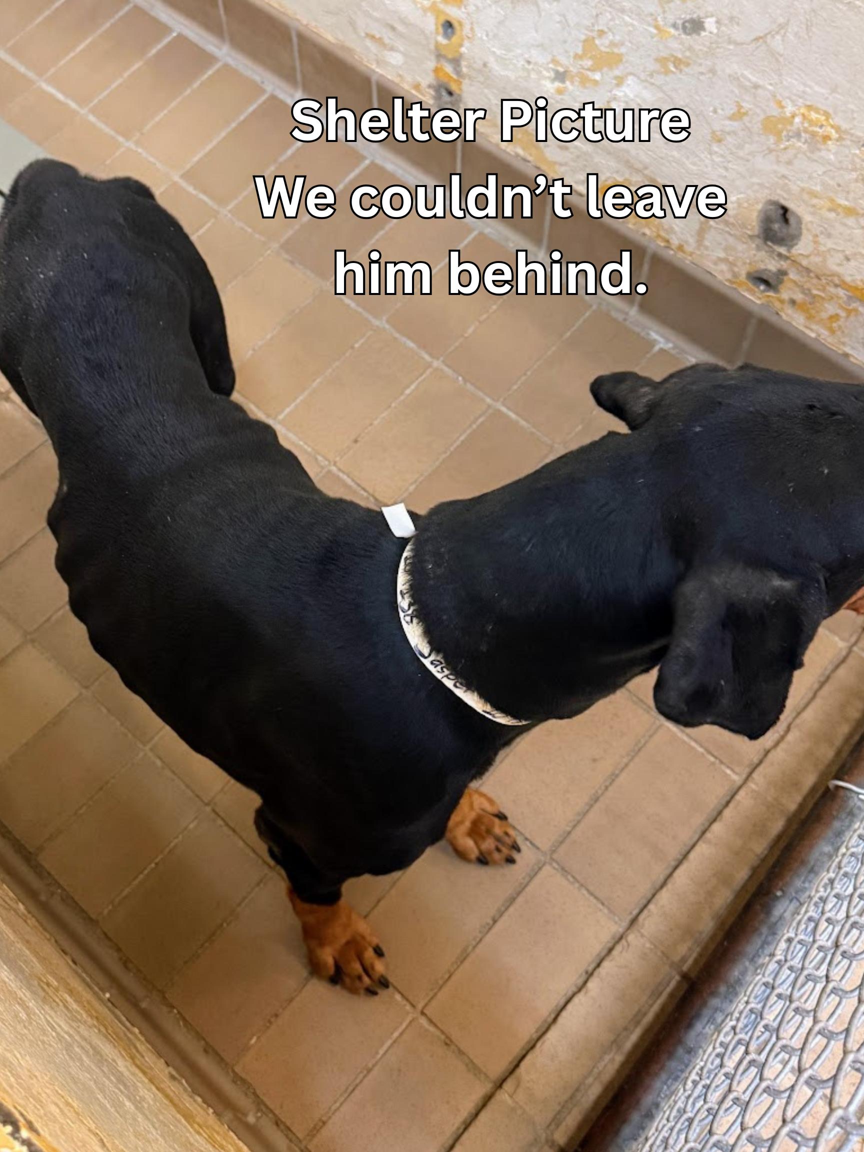 Enlarge JASPER, an adopted Doberman Pinscher in Allentown, PA image 6/6