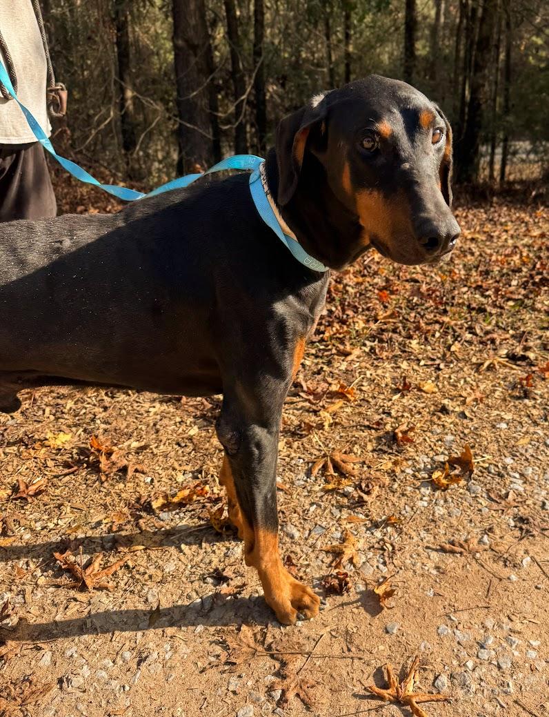 Enlarge JASPER, an adopted Doberman Pinscher in Allentown, PA image 1/6