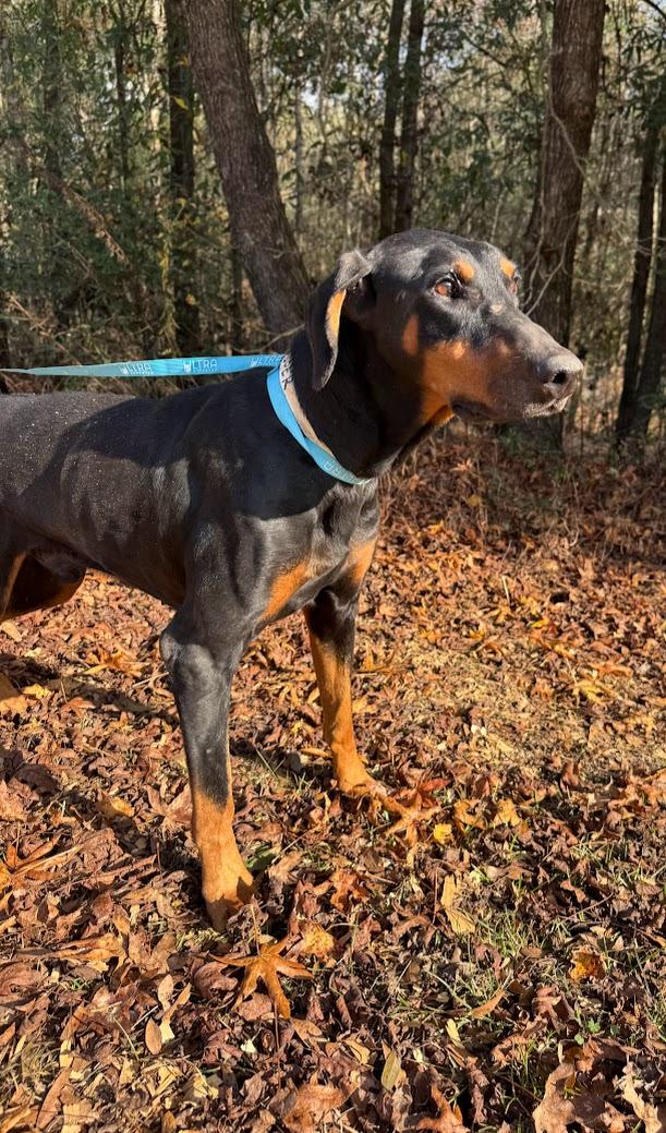 Enlarge JASPER, an adopted Doberman Pinscher in Allentown, PA image 2/6