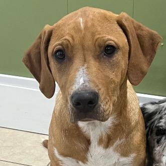 Sunny, ADOPTABLE, Puppy Female Labrador Retriever.