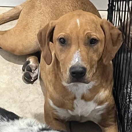 Sunny, a ADOPTABLE mixed breed in Chelmsford, MA image 3/4