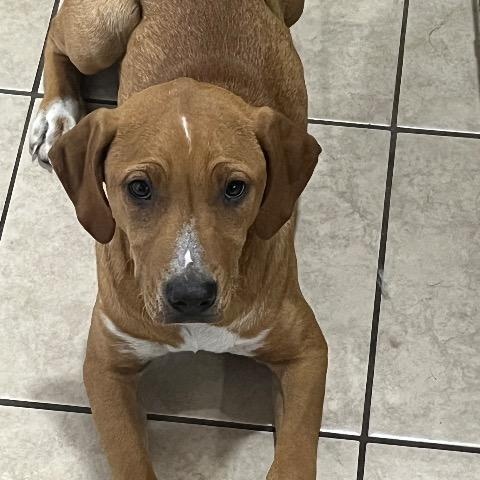 Sunny, a ADOPTABLE mixed breed in Chelmsford, MA image 2/4