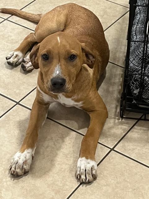 Sunny, a ADOPTABLE mixed breed in Chelmsford, MA image 4/4