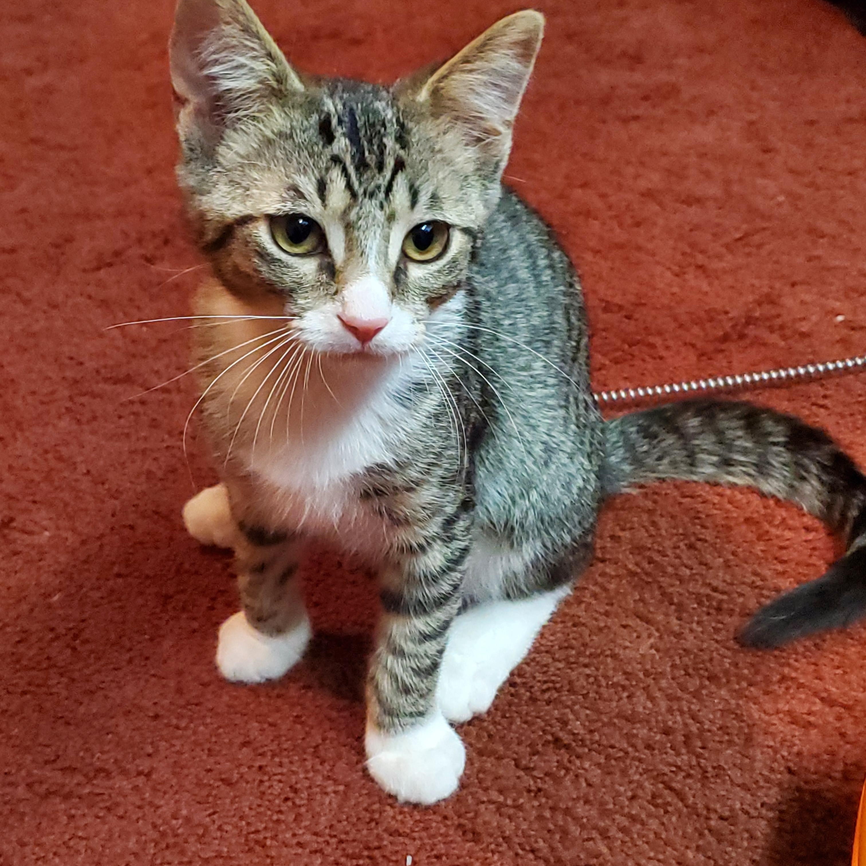 Enlarge Sporty Spice, a ADOPTABLE Domestic Short Hair in Medina, OH image 3/3