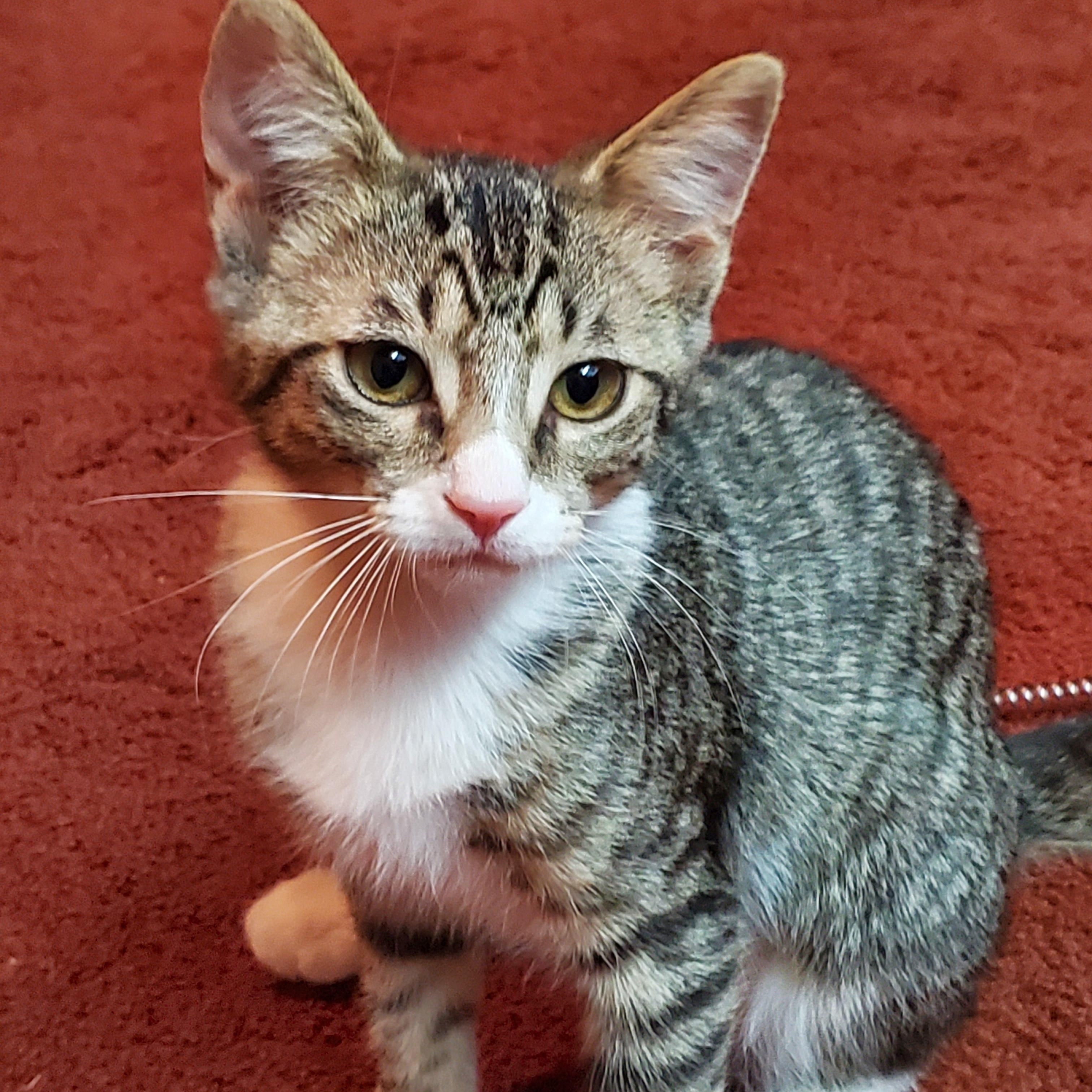Sporty Spice, ADOPTABLE, Kitten Female Domestic Short Hair.