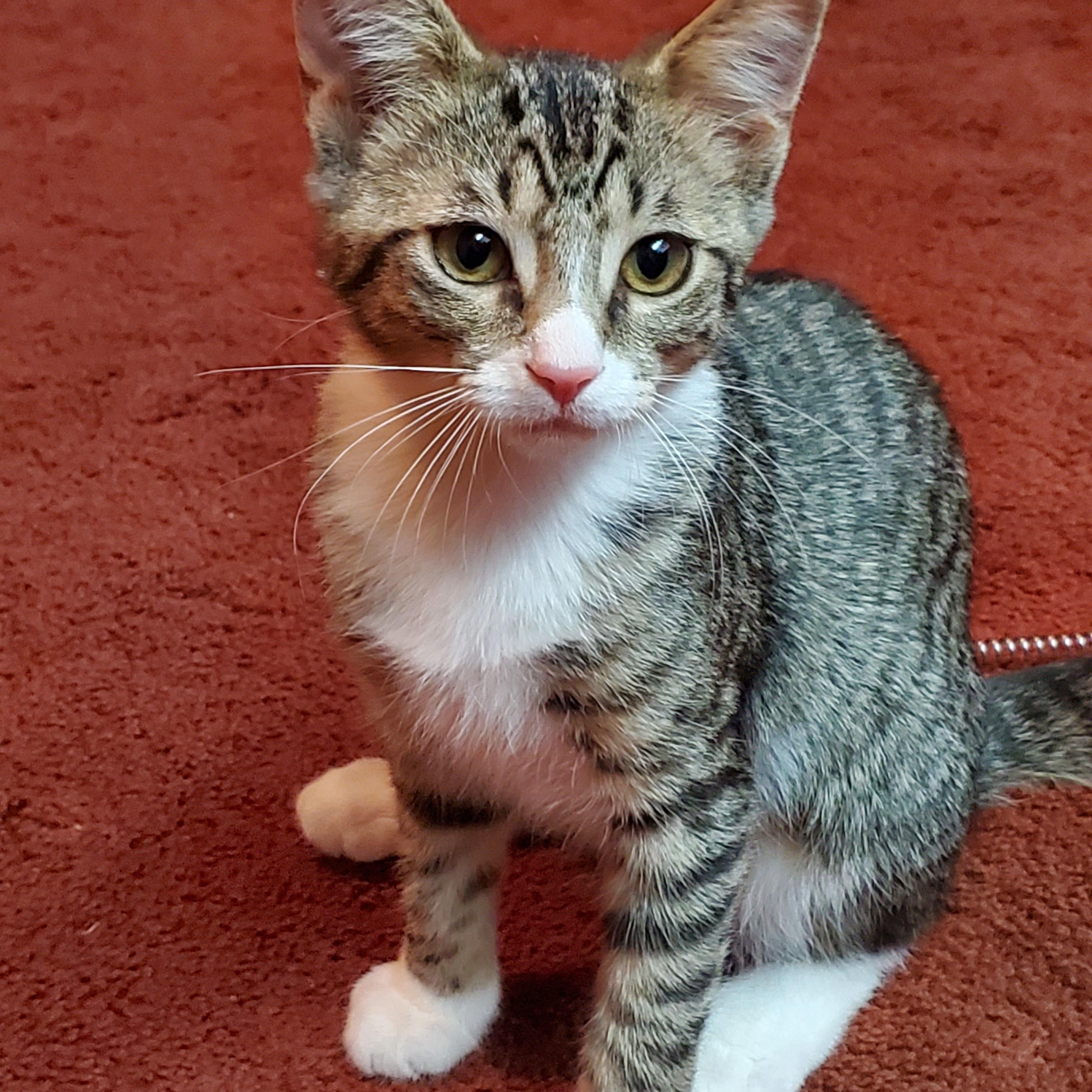 Enlarge Sporty Spice, a ADOPTABLE Domestic Short Hair in Medina, OH image 2/3