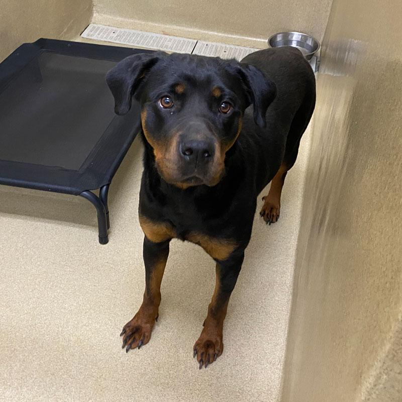 Sugar, a ADOPTABLE mixed breed in Monroe, GA image 1/3