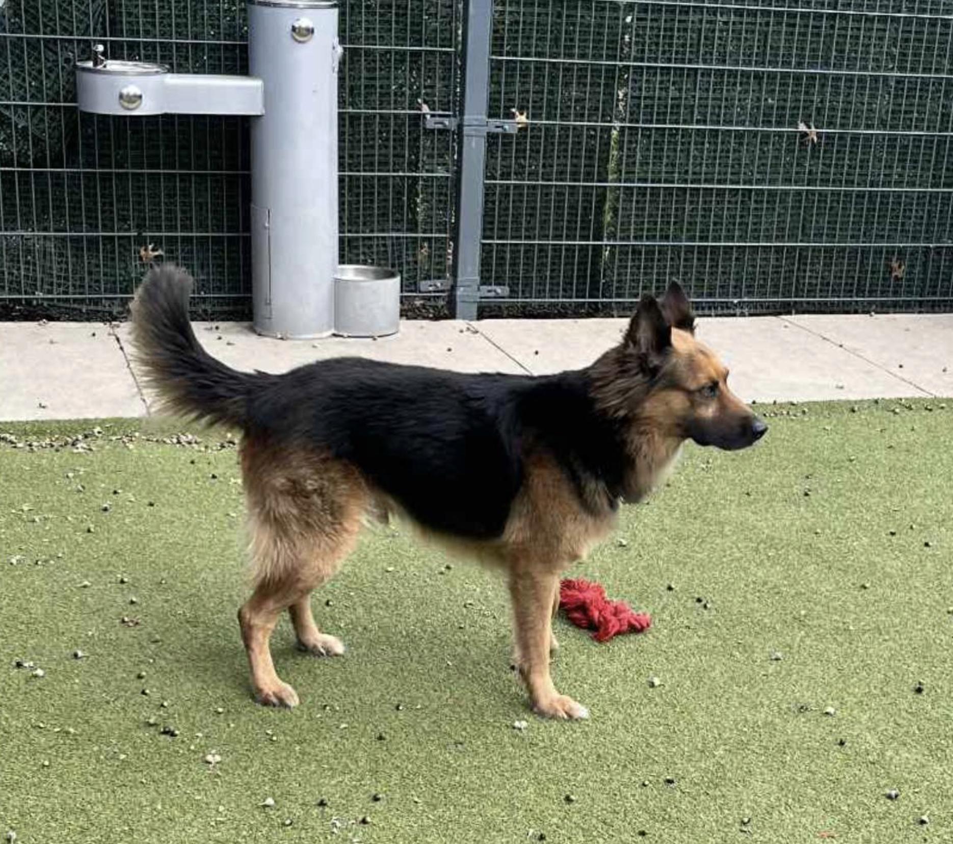 Bubba Goose — thumbnail 2