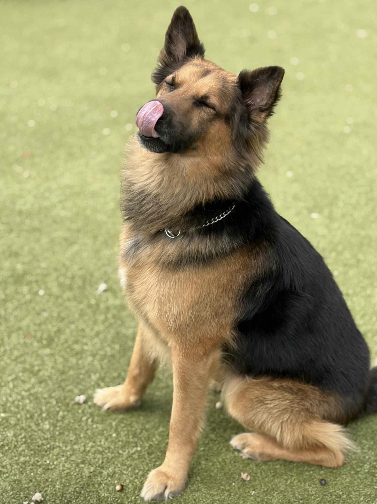 Bubba Goose — thumbnail 3