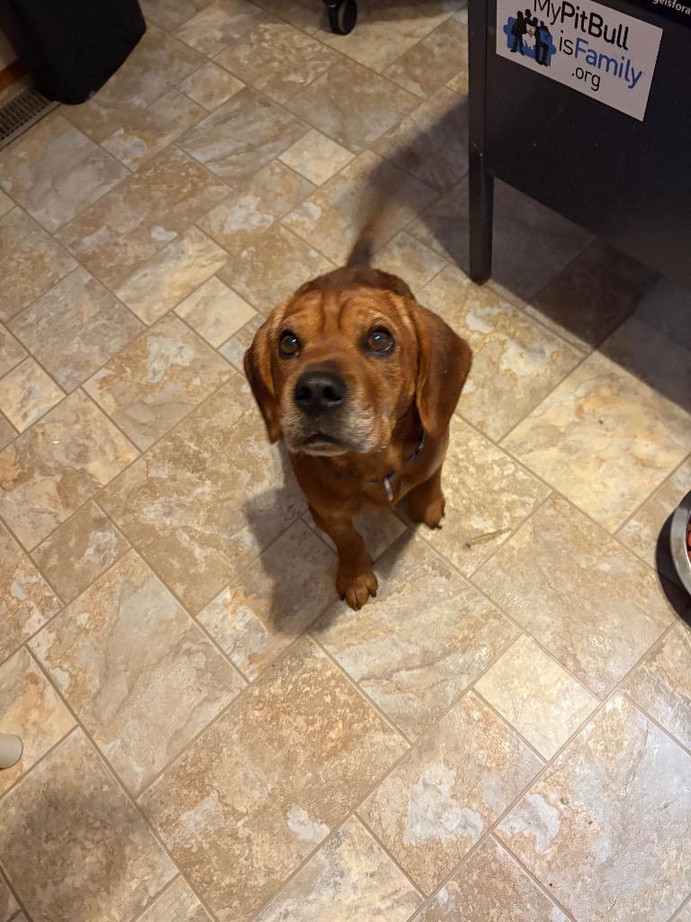 Bruno Mars, Adoptable, Adult Male Basset Hound & Beagle.