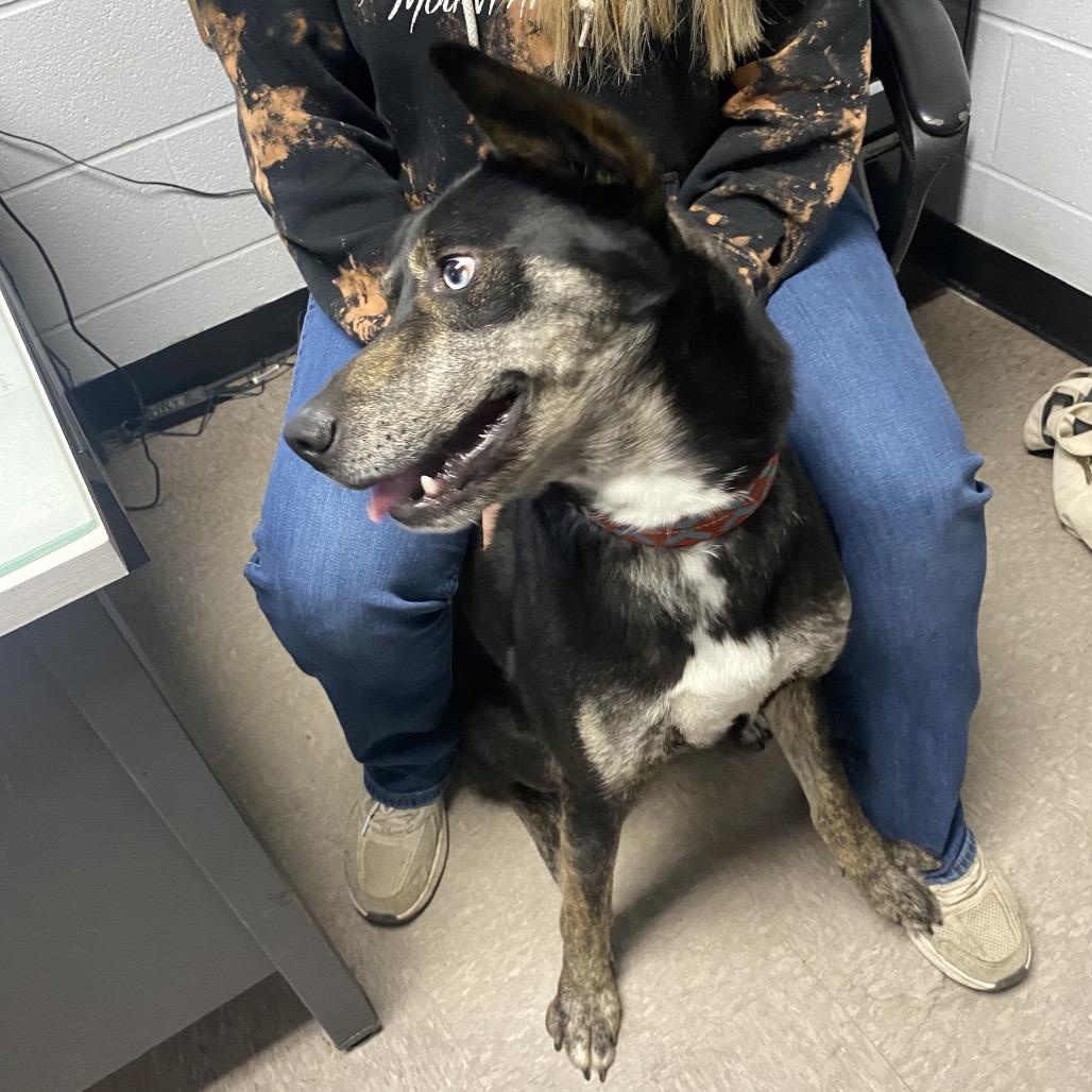 Enlarge Whiskey, a Adoptable Mixed Breed in Independence, KS image 1/6