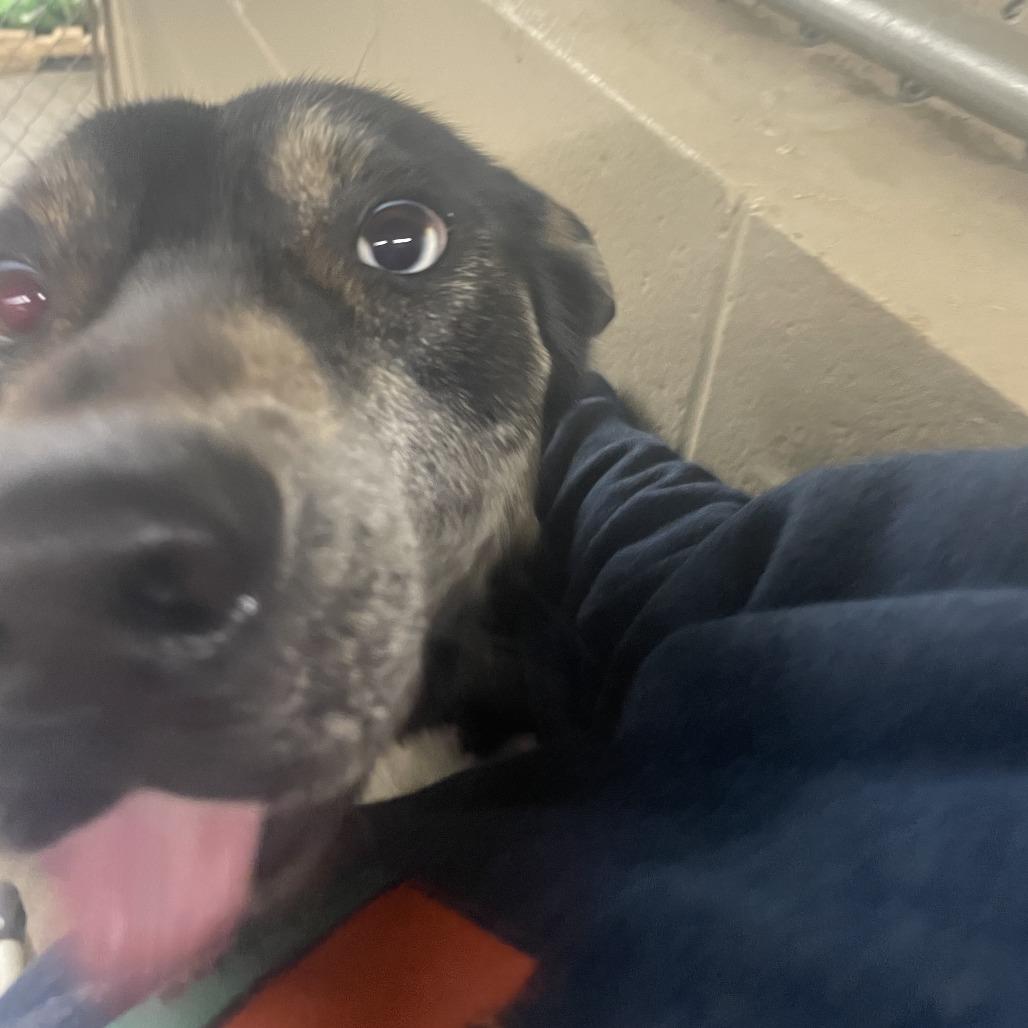 Enlarge Whiskey, a Adoptable Mixed Breed in Independence, KS image 2/6