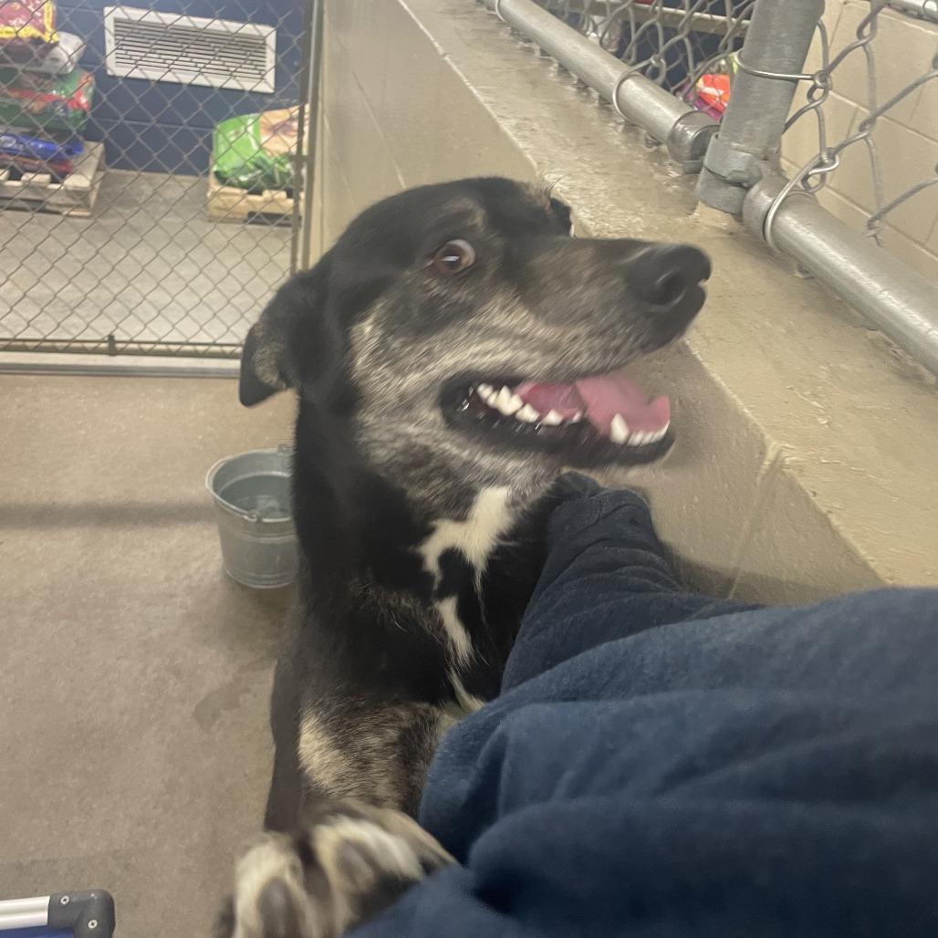 Enlarge Whiskey, a Adoptable Mixed Breed in Independence, KS image 3/6