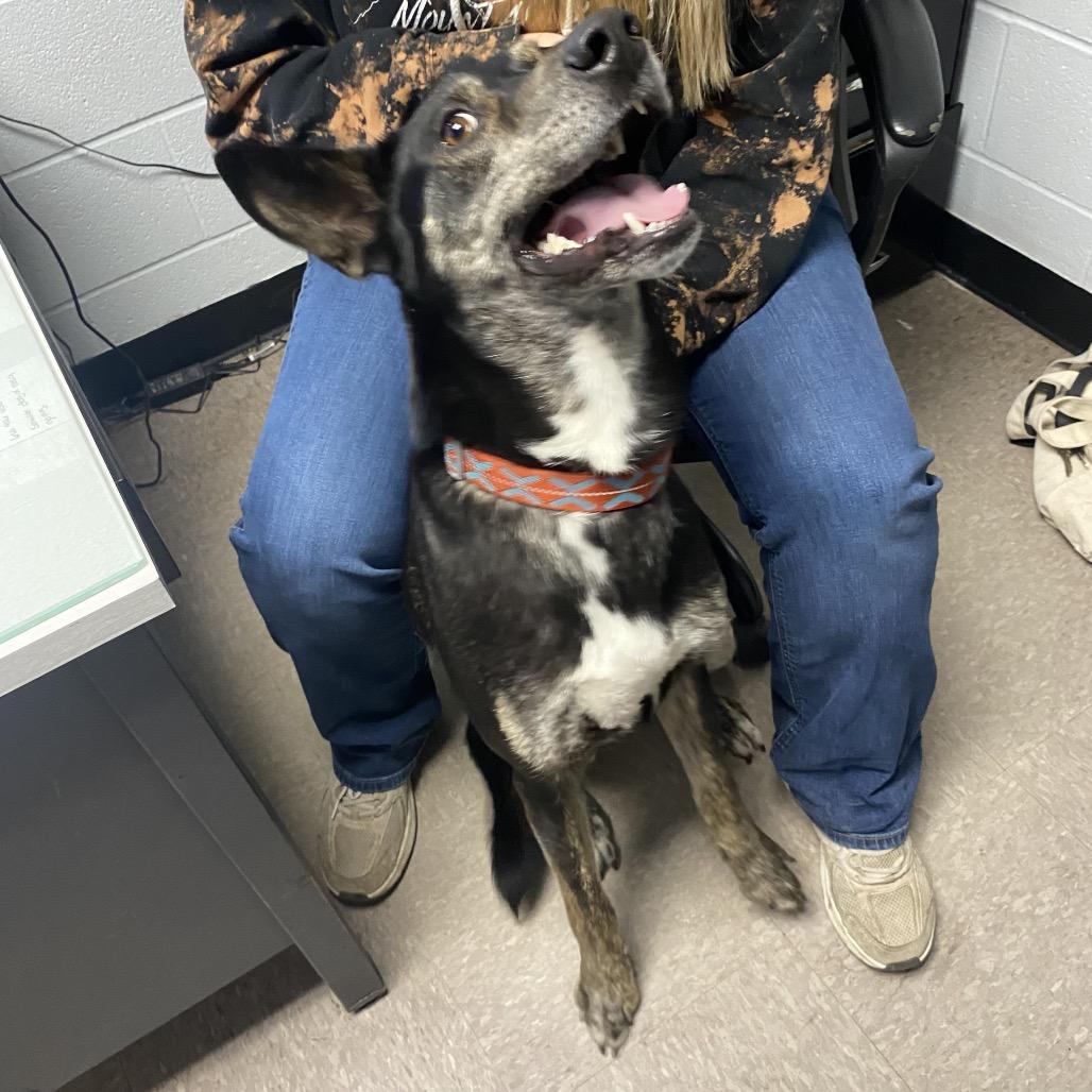 Enlarge Whiskey, a Adoptable Mixed Breed in Independence, KS image 4/6