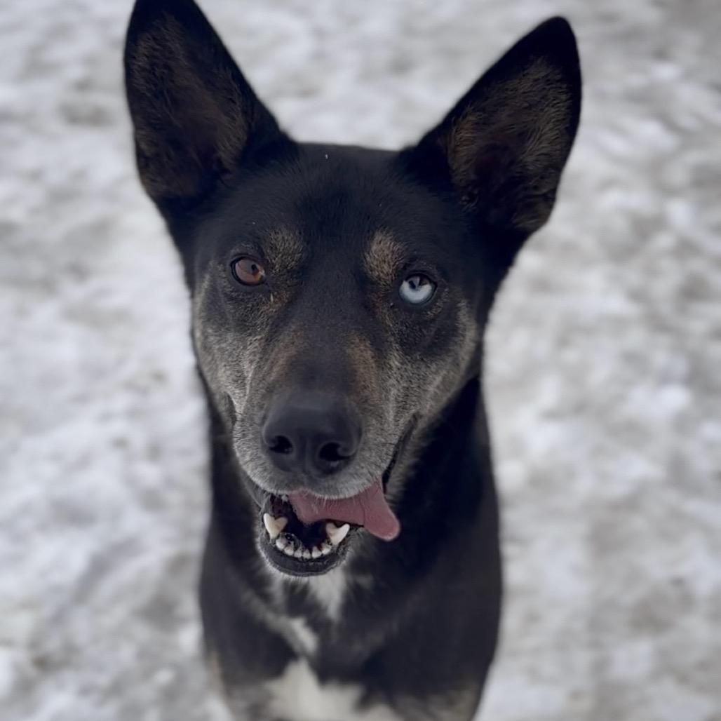 Enlarge Whiskey, a Adoptable Mixed Breed in Independence, KS image 5/6