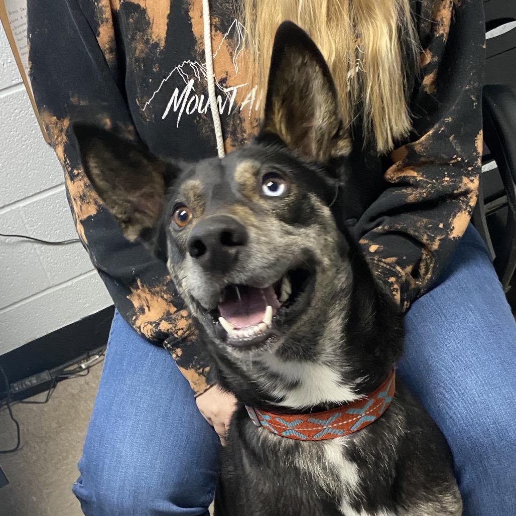 Enlarge Whiskey, a Adoptable Mixed Breed in Independence, KS image 6/6