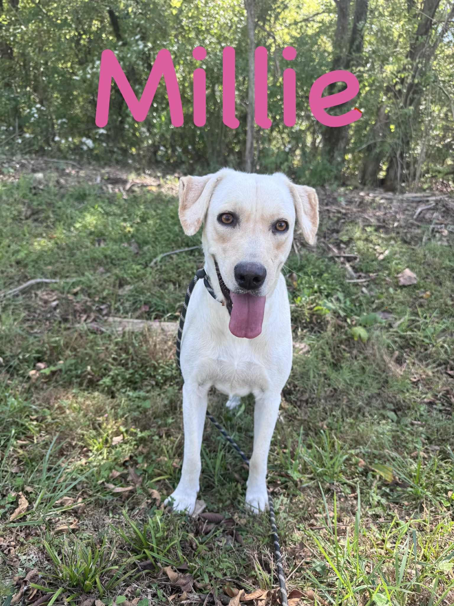 Millie, Adoptable, Adult Female Yellow Labrador Retriever.