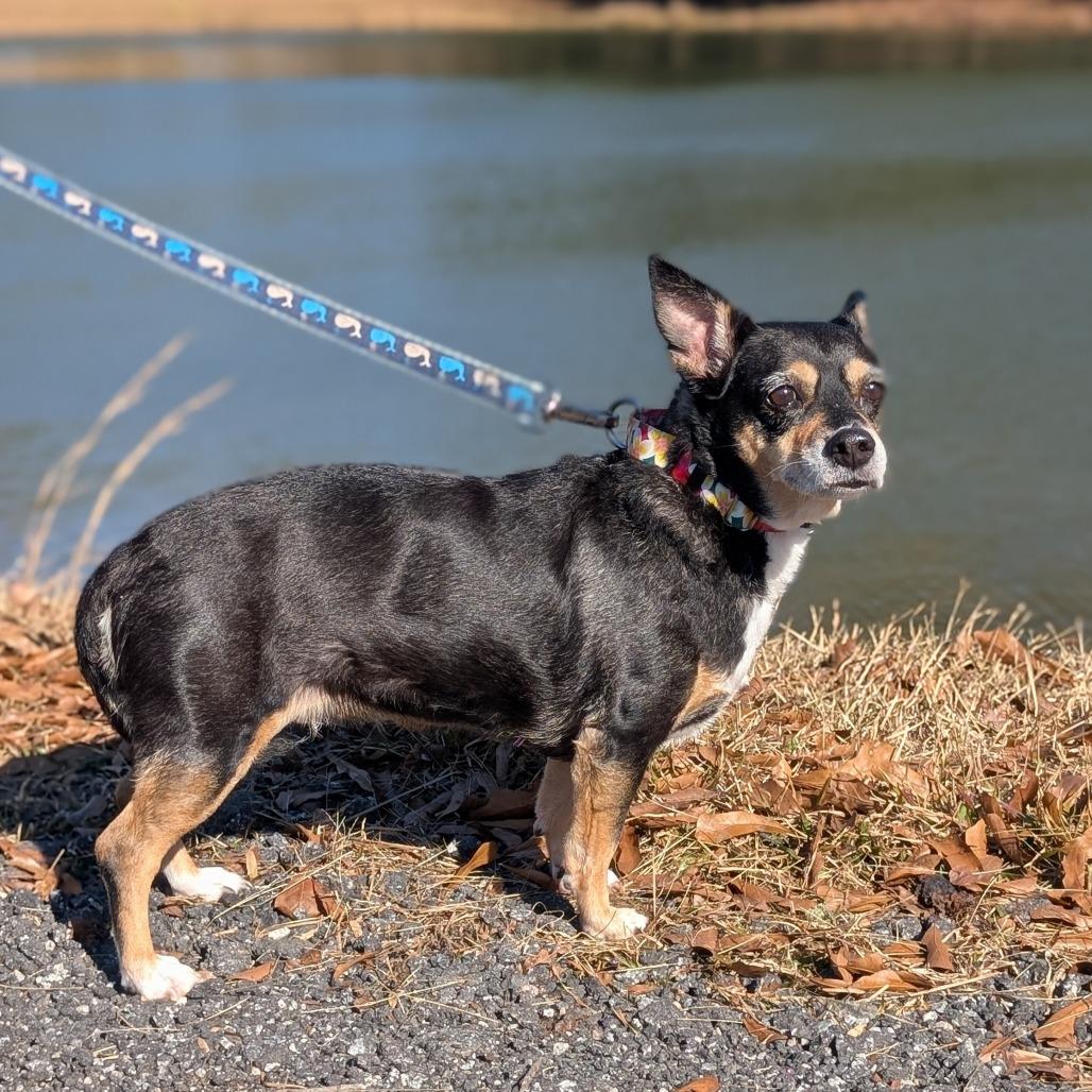 Enlarge Jelly Bean 12-2839, a Adoptable mixed breed in Tyrone, GA image 1/6