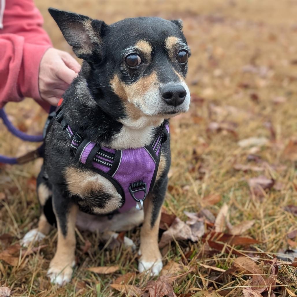 Enlarge Jelly Bean 12-2839, a Adoptable mixed breed in Tyrone, GA image 2/6