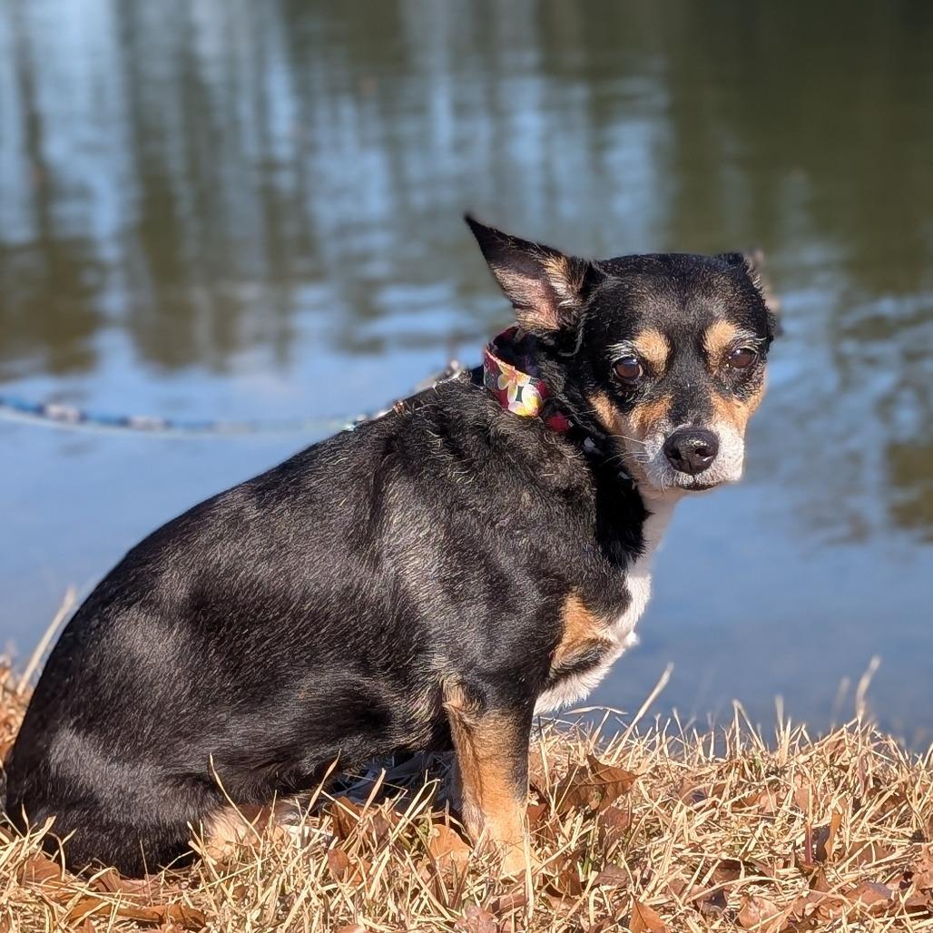 Enlarge Jelly Bean 12-2839, a Adoptable mixed breed in Tyrone, GA image 3/6