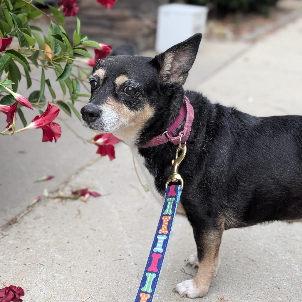 Enlarge Jelly Bean 12-2839, a Adoptable mixed breed in Tyrone, GA image 4/6