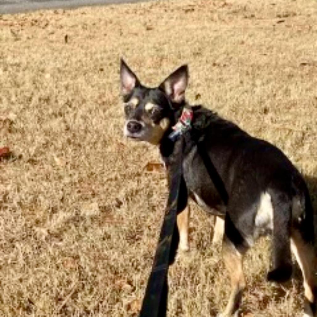 Enlarge Jelly Bean 12-2839, a Adoptable mixed breed in Tyrone, GA image 5/6