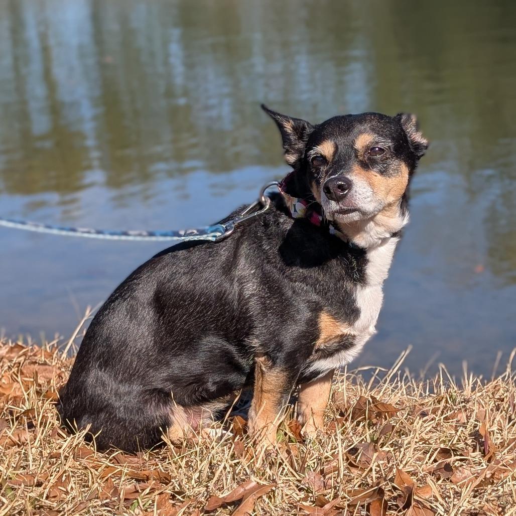 Enlarge Jelly Bean 12-2839, a Adoptable mixed breed in Tyrone, GA image 6/6