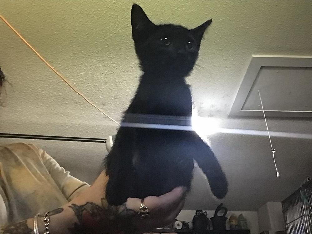 Enlarge Galaxy, a Adoptable Domestic Short Hair in DELTONA, FL image 2/5